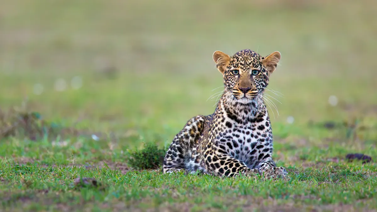 Young leopard cub resting in grass