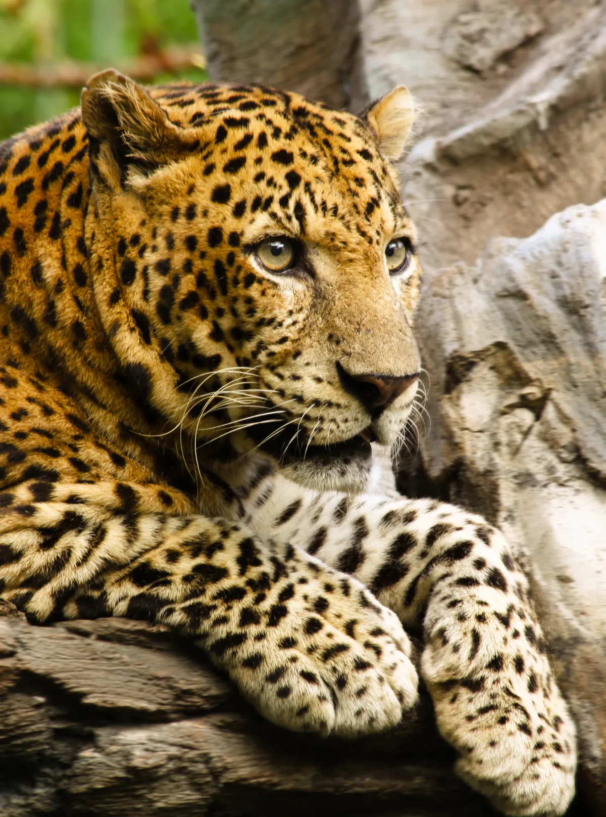 Close-up leopard face with whiskers and golden eyes