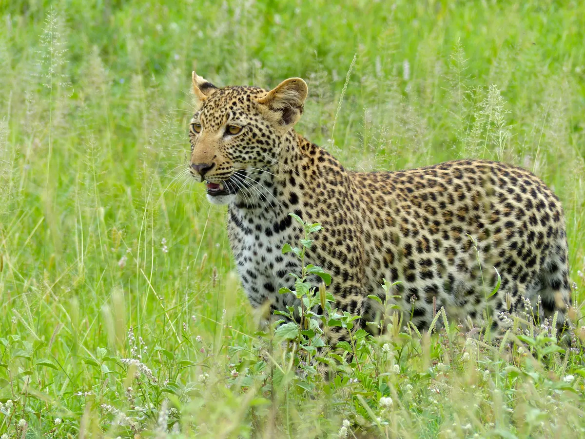 Small leopard cub looking out from cover