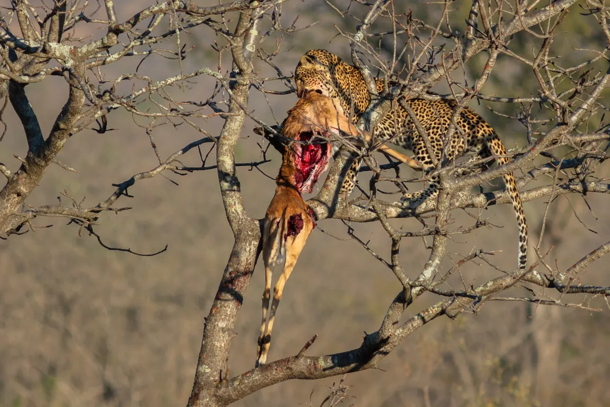 Leopard feeding on antelope prey on the ground