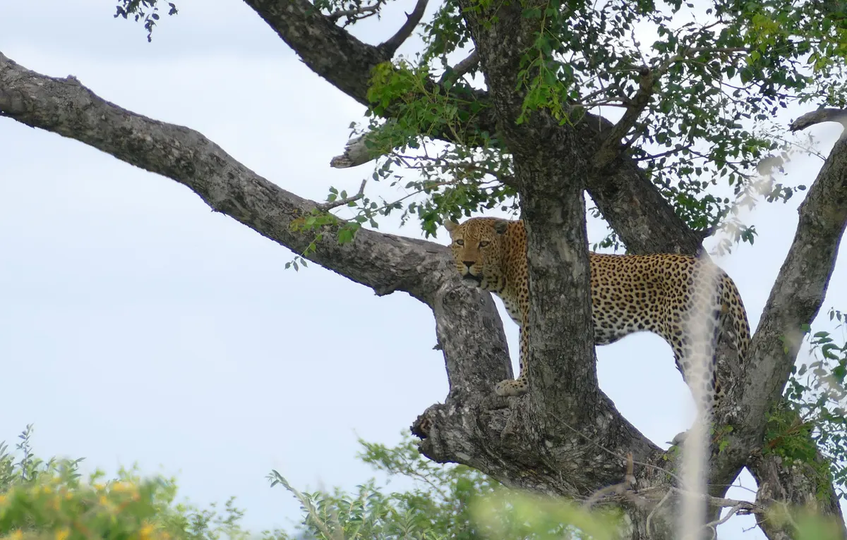 Male leopard resting along a thick horizontal branch