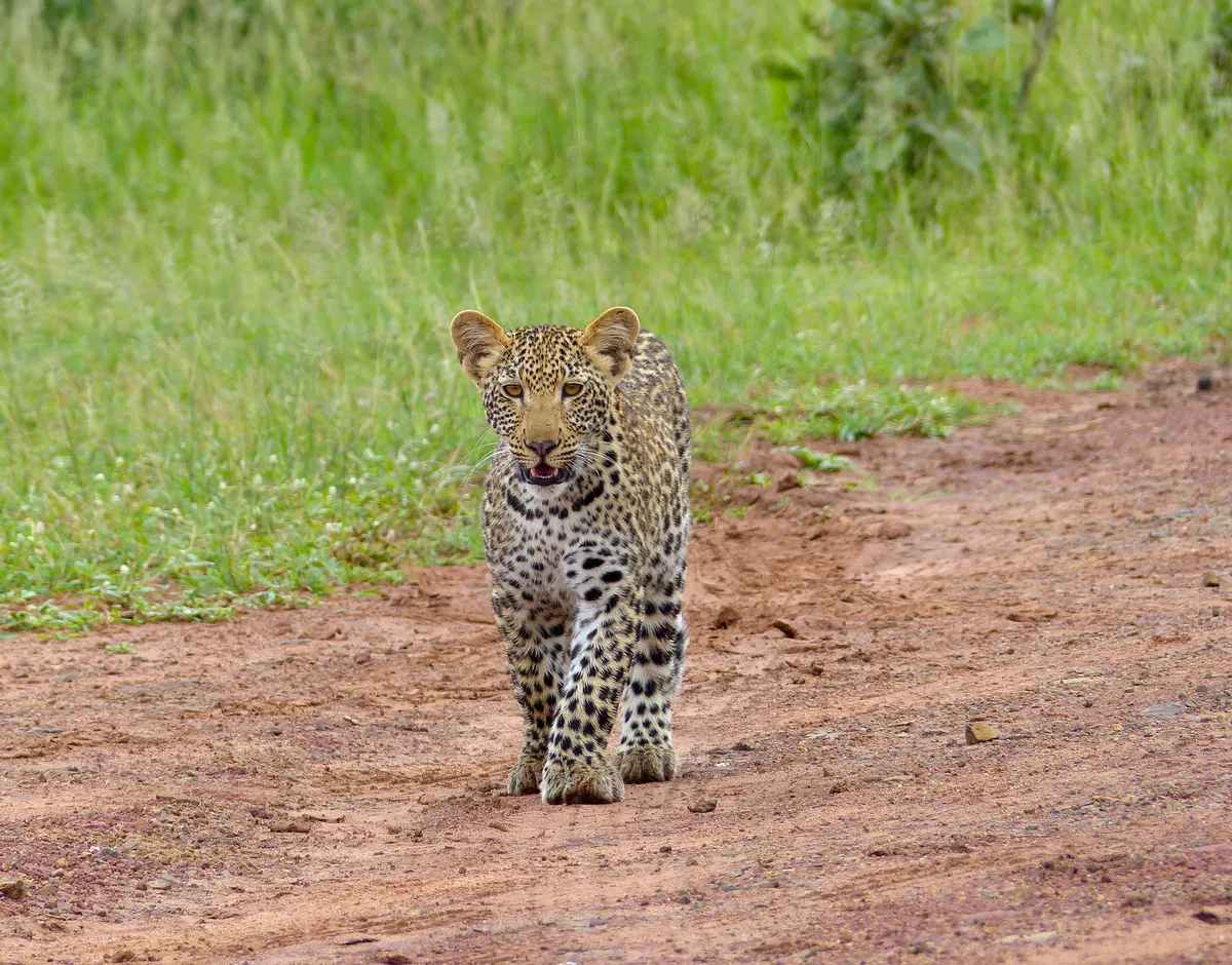 Curious leopard cub approaching through grass