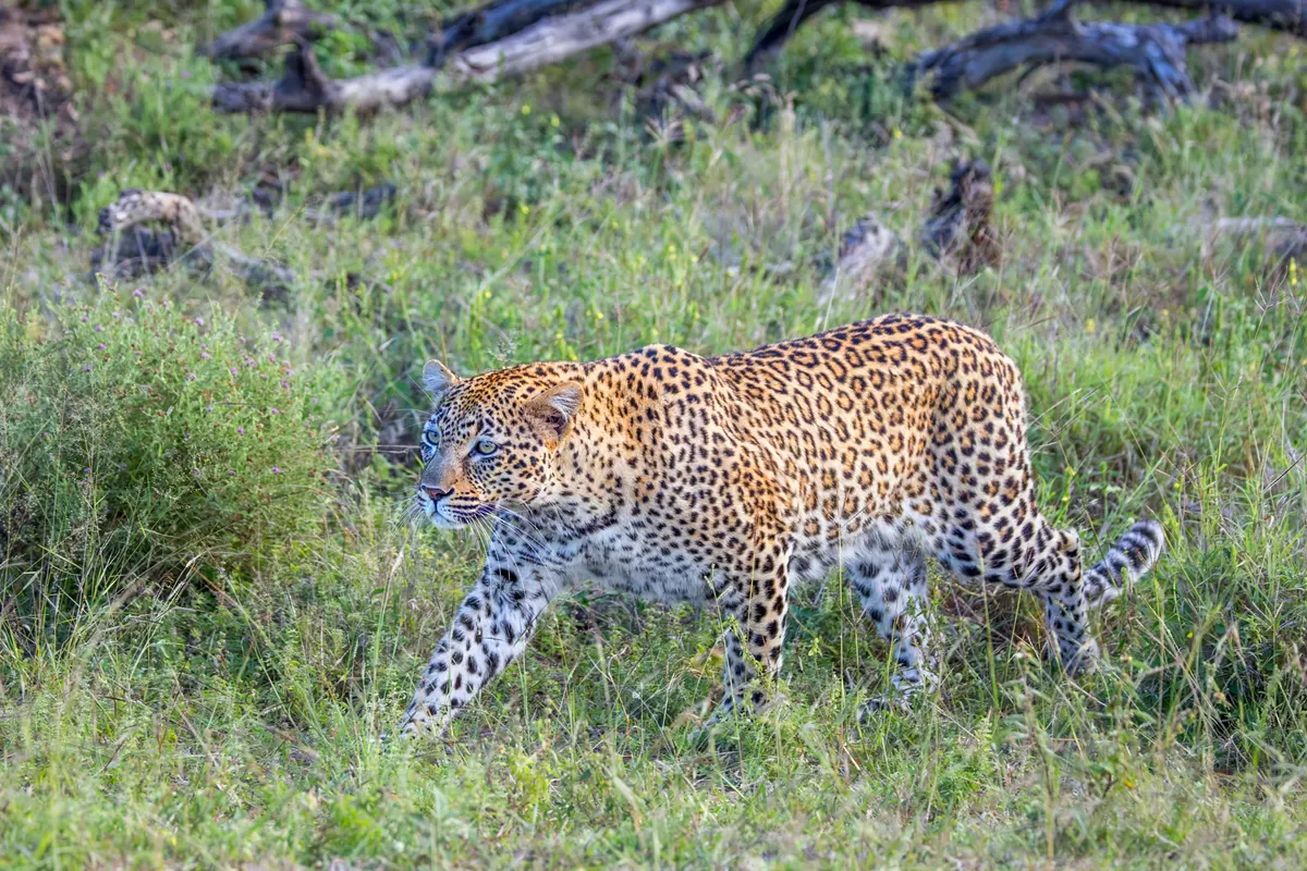 Leopard moving through bush and grass in Kruger National Park