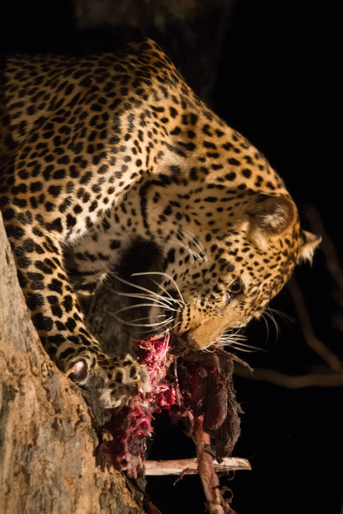 Leopard walking across open ground in a national park
