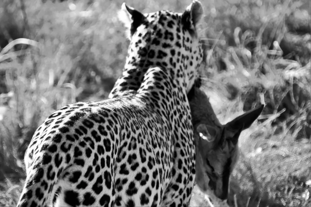 Leopard feeding on a small antelope prey