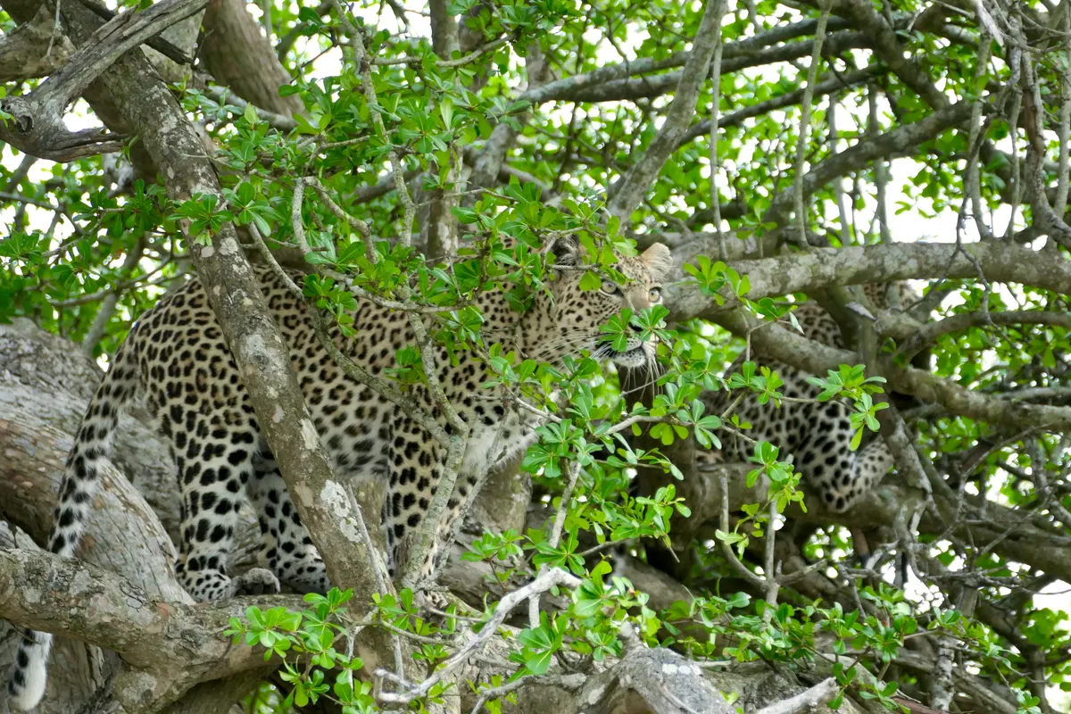 Mother leopard with cub resting together in a tree