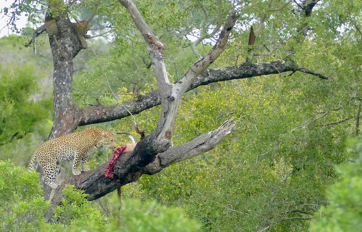 Leopard with cub and prey stored high in a tree