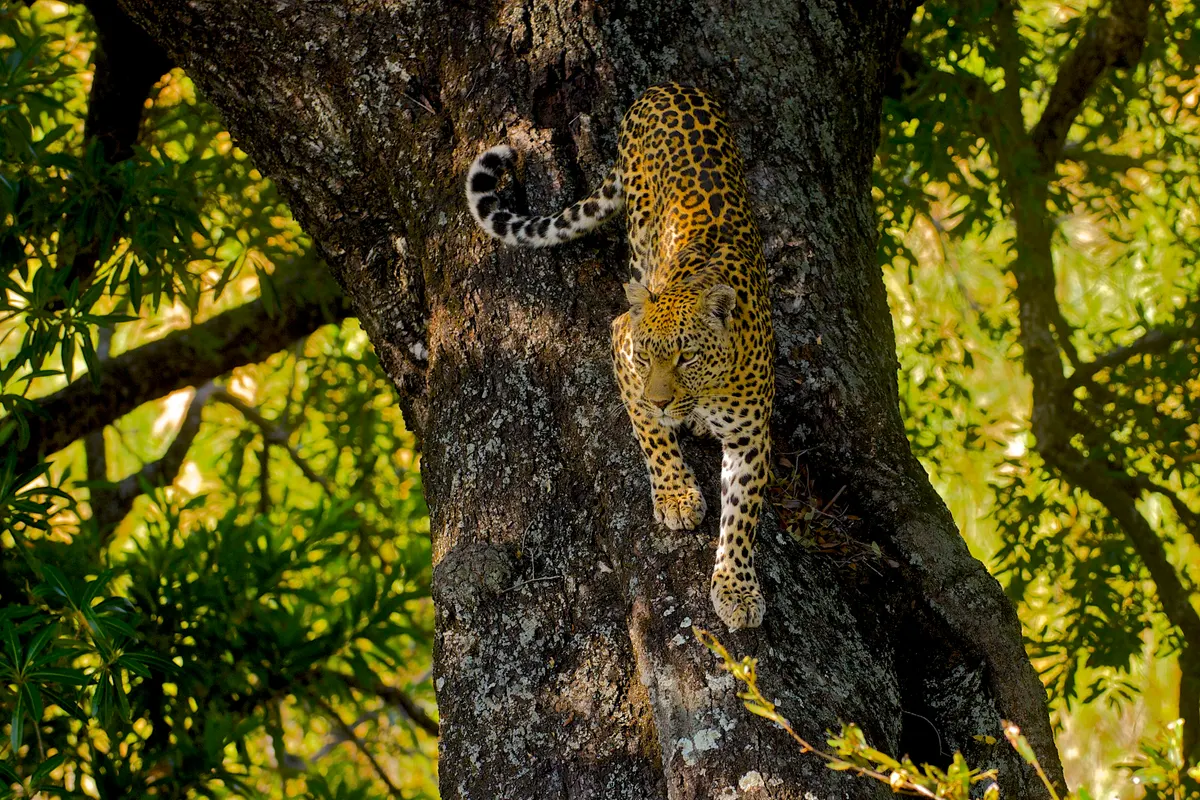 Leopard resting on a tree branch in woodland habitat