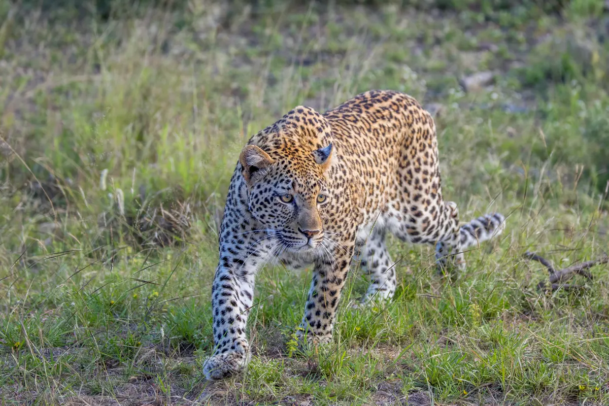 Adult African leopard walking through dry grassland