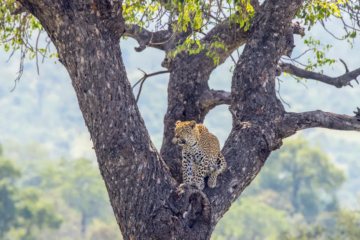 Young female leopard in open savanna habitat