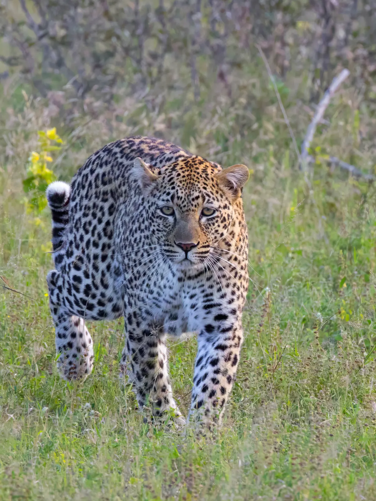 Full-body leopard showing muscular build and spotted coat