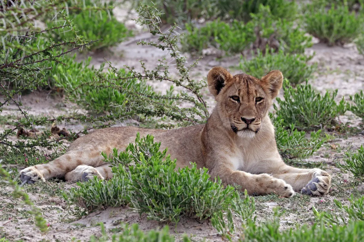 Young lion cub in Etosha National Park
