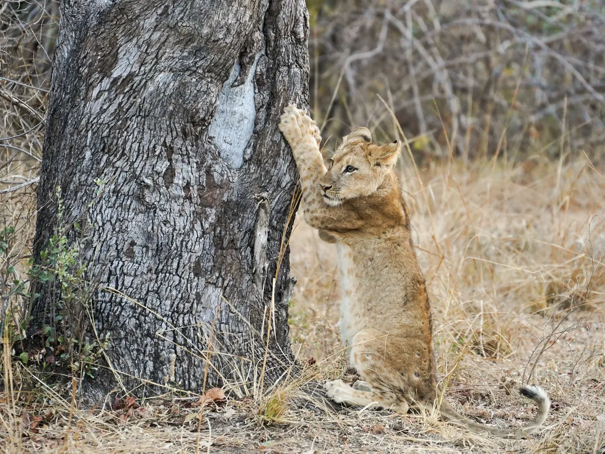 Young lion cub scratching tree trunk in sunny habitat