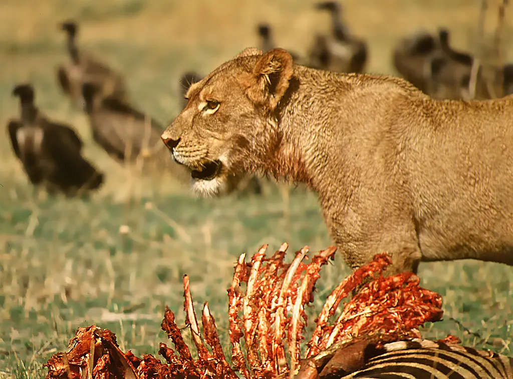 African lioness feeding at a prey carcass on the savanna