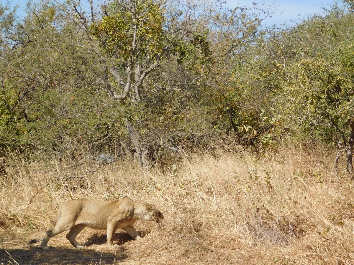 Lioness crouched low in dry grass while stalking
