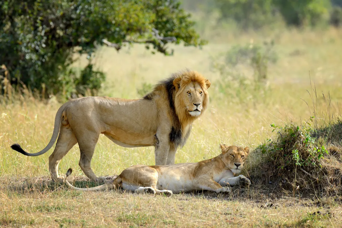 Lion pride with adults and young resting together on plain