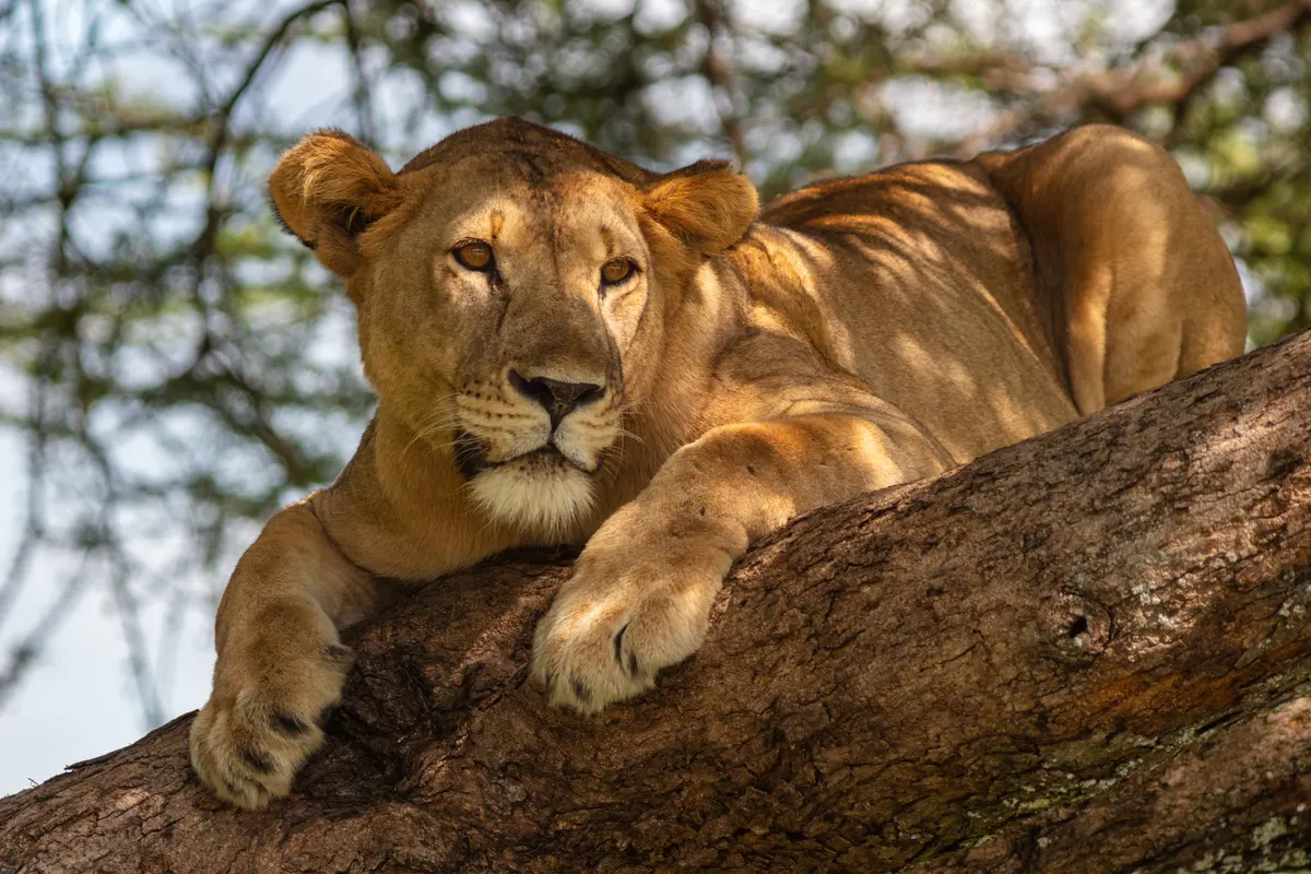 African lion resting on dry savanna in Tarangire National Park