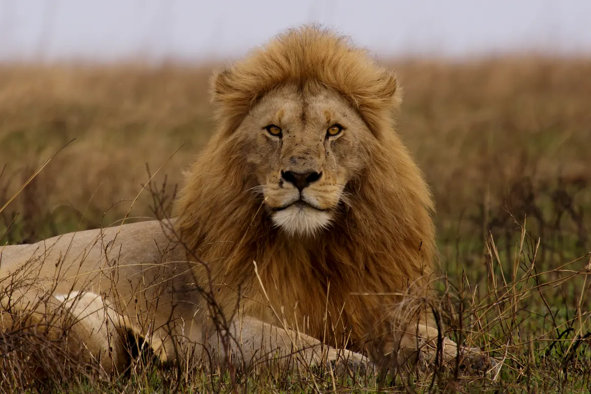 Lion standing in Serengeti grassland landscape under bright sky