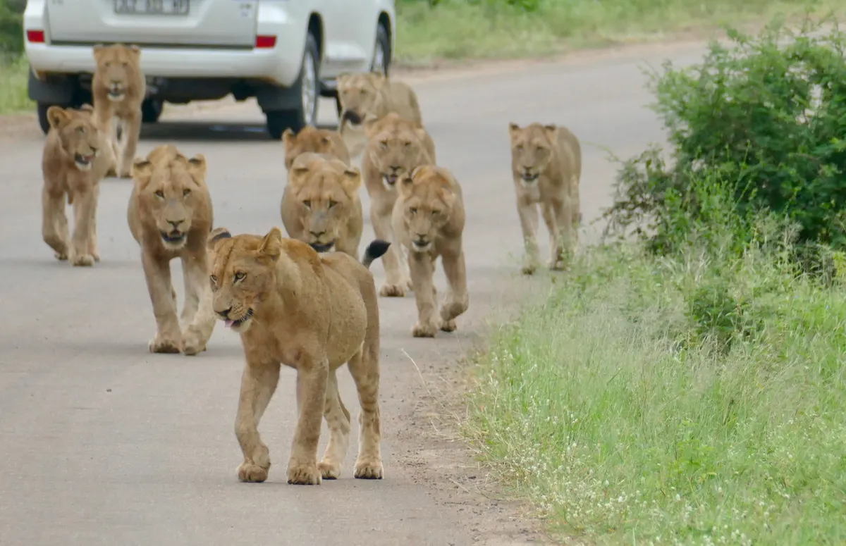 Lion pride resting together on the savanna