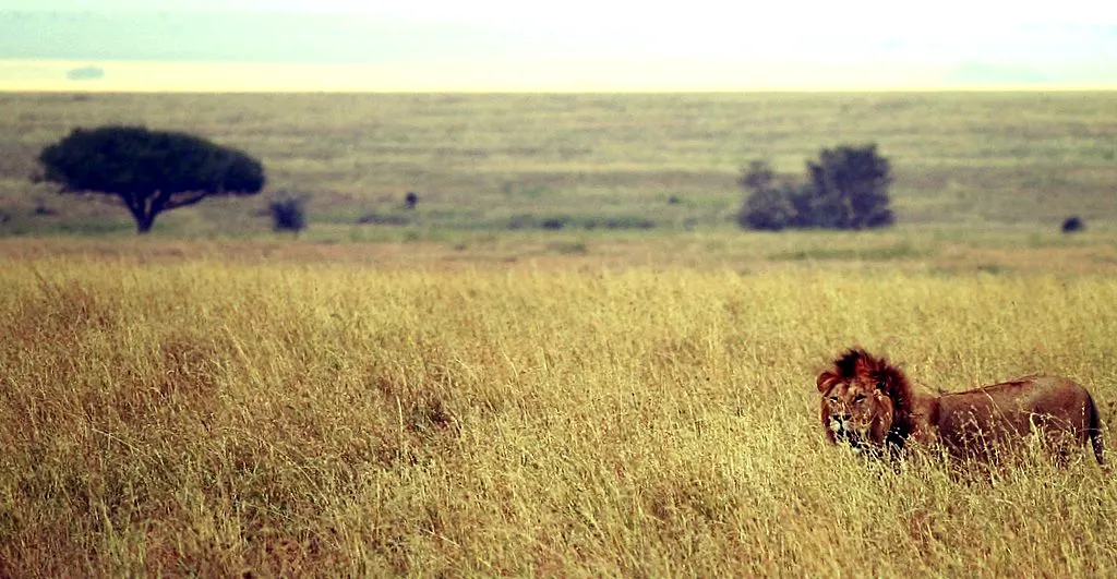Male lion standing in African savanna grassland