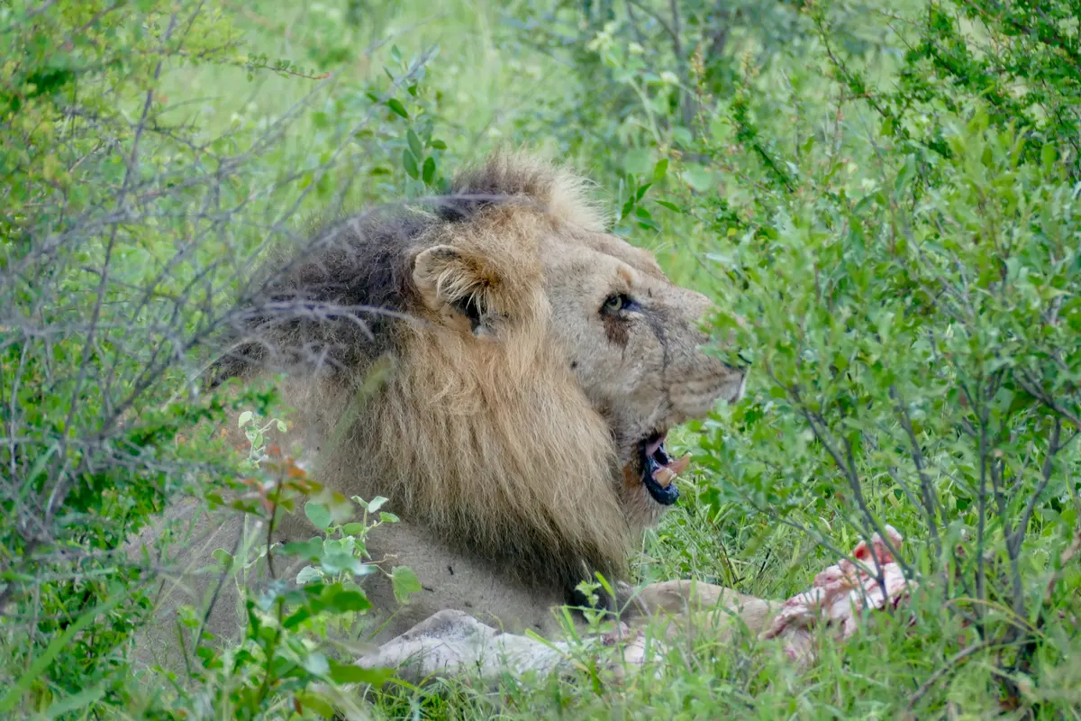 Lion feeding at zebra remains on the savanna