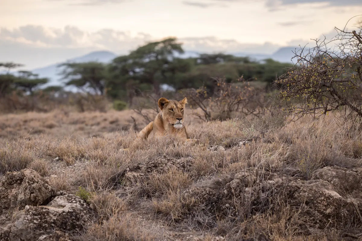 Lion in wide African grassland landscape