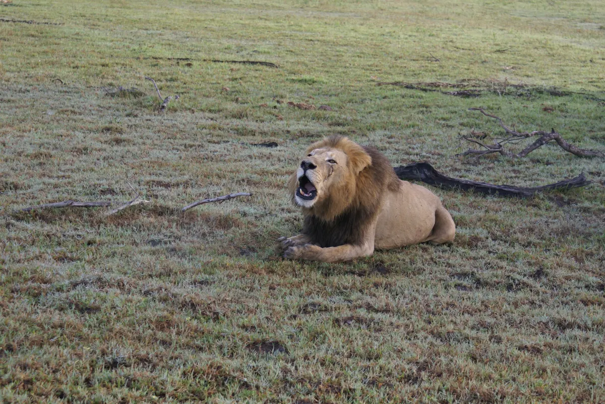 Male lion roaring with mouth wide open