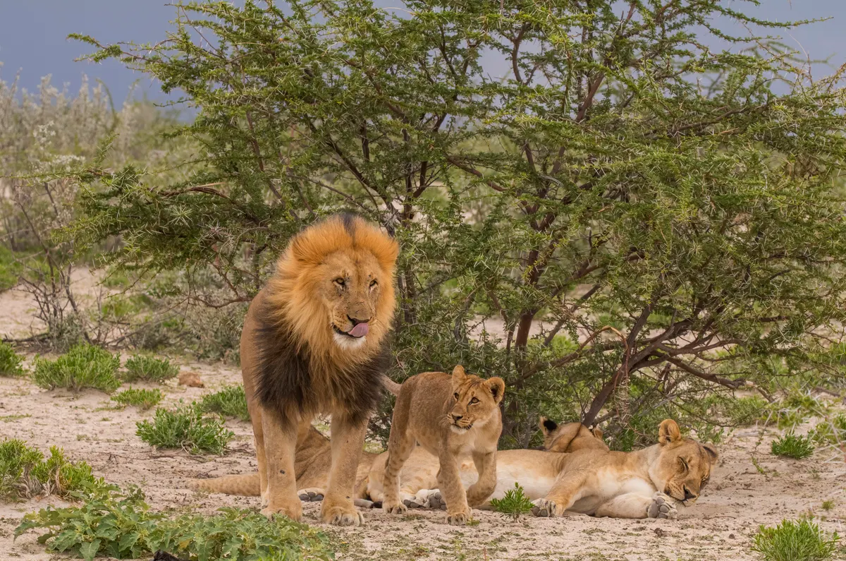 Adult male lion with a small cub showing size difference
