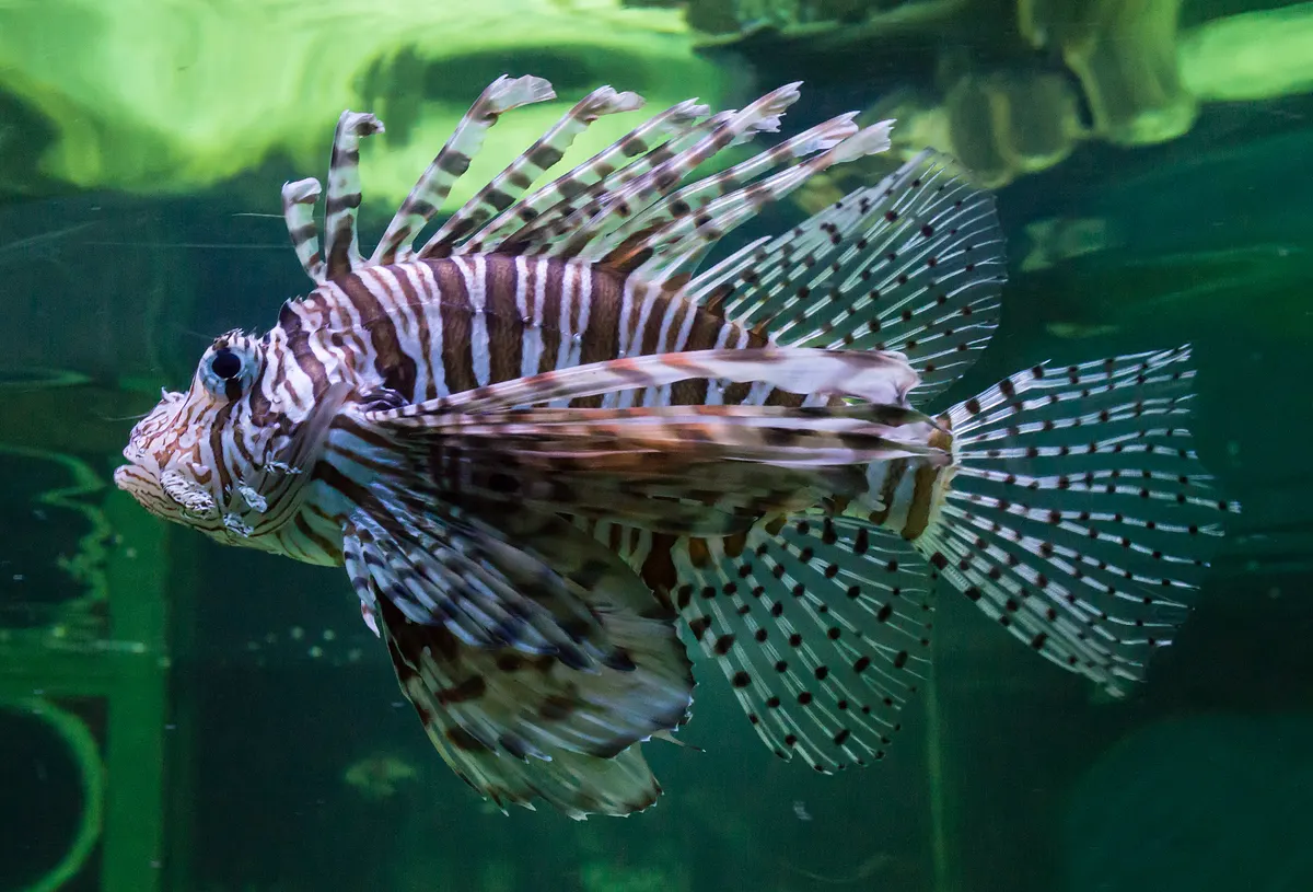 Wild juvenile lionfish resting near coral in the Red Sea