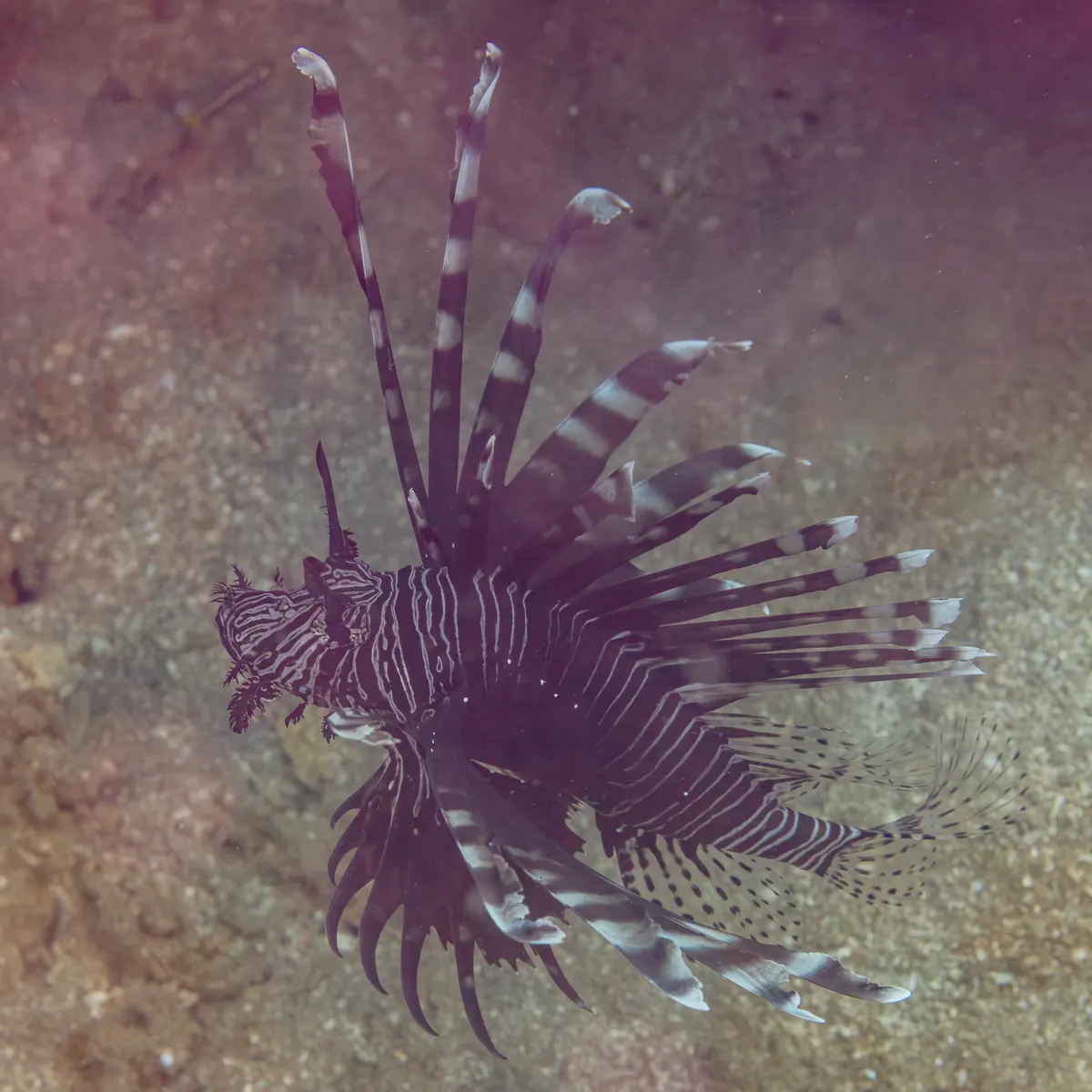 A detailed close-up showing the physical features of a Lionfish