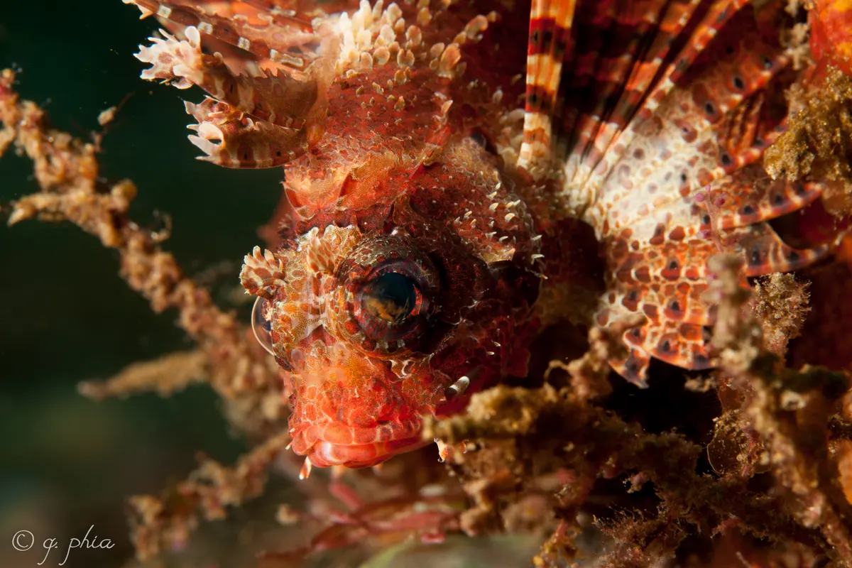 Small juvenile lionfish in reef habitat at Lembeh, Indonesia