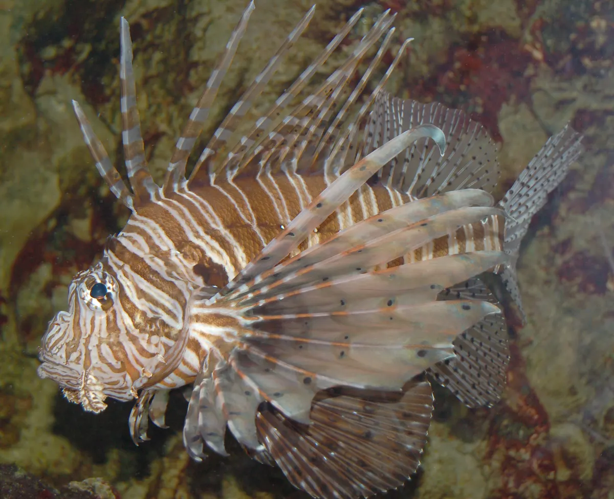 A Lionfish finding or consuming food