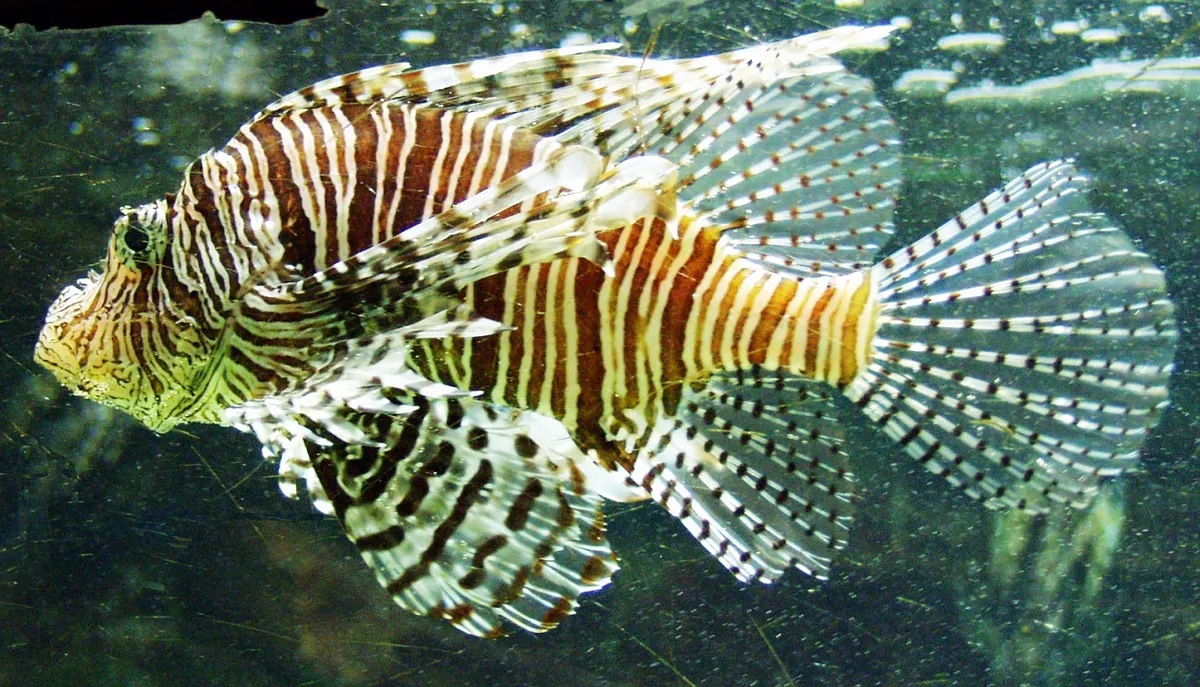 Red lionfish swimming with fins fully extended