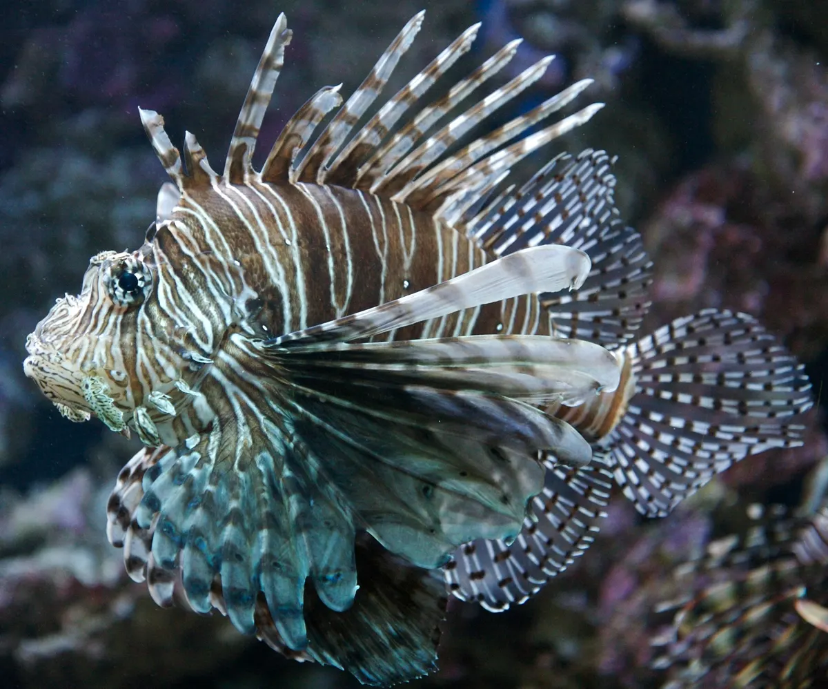 A Lionfish navigating its natural environment