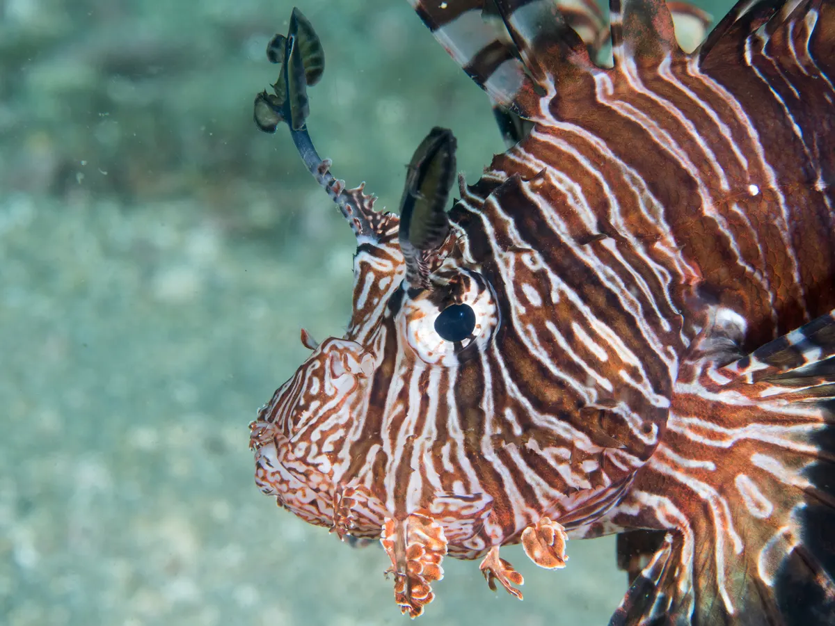Red Lionfish in its native range