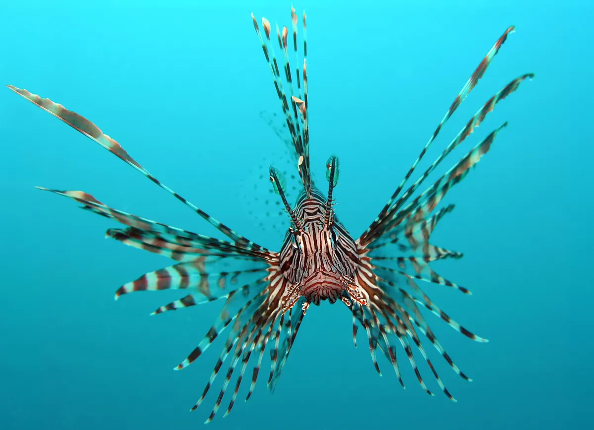 A Lionfish finding or consuming food