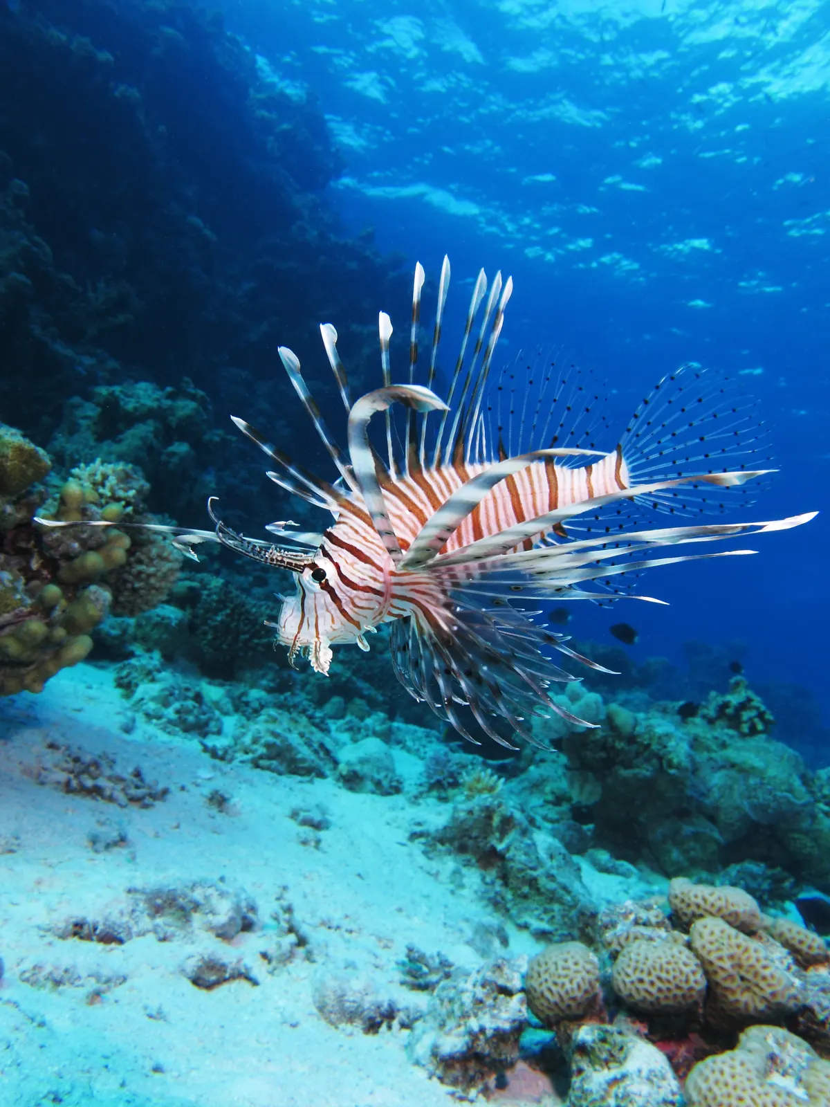 Red lionfish swimming above a sandy coral reef