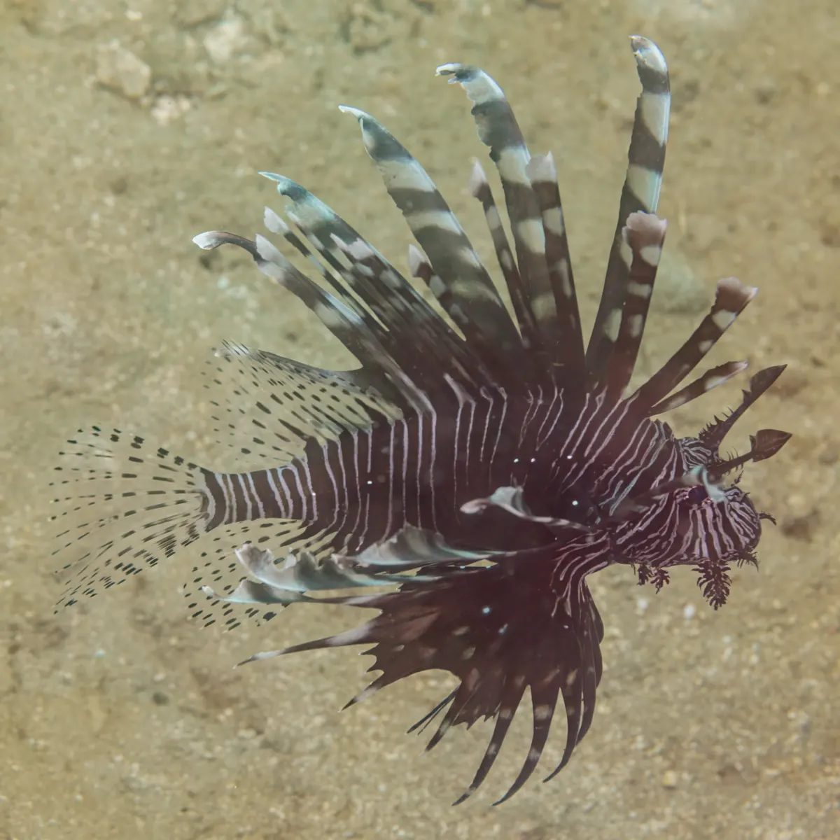 A Lionfish showing a unique behavior or adaptation
