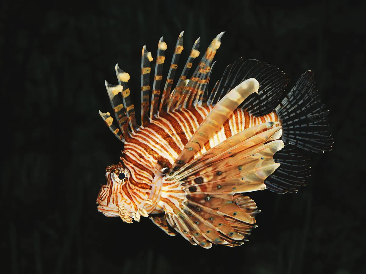 Red lionfish with long striped spines spread wide