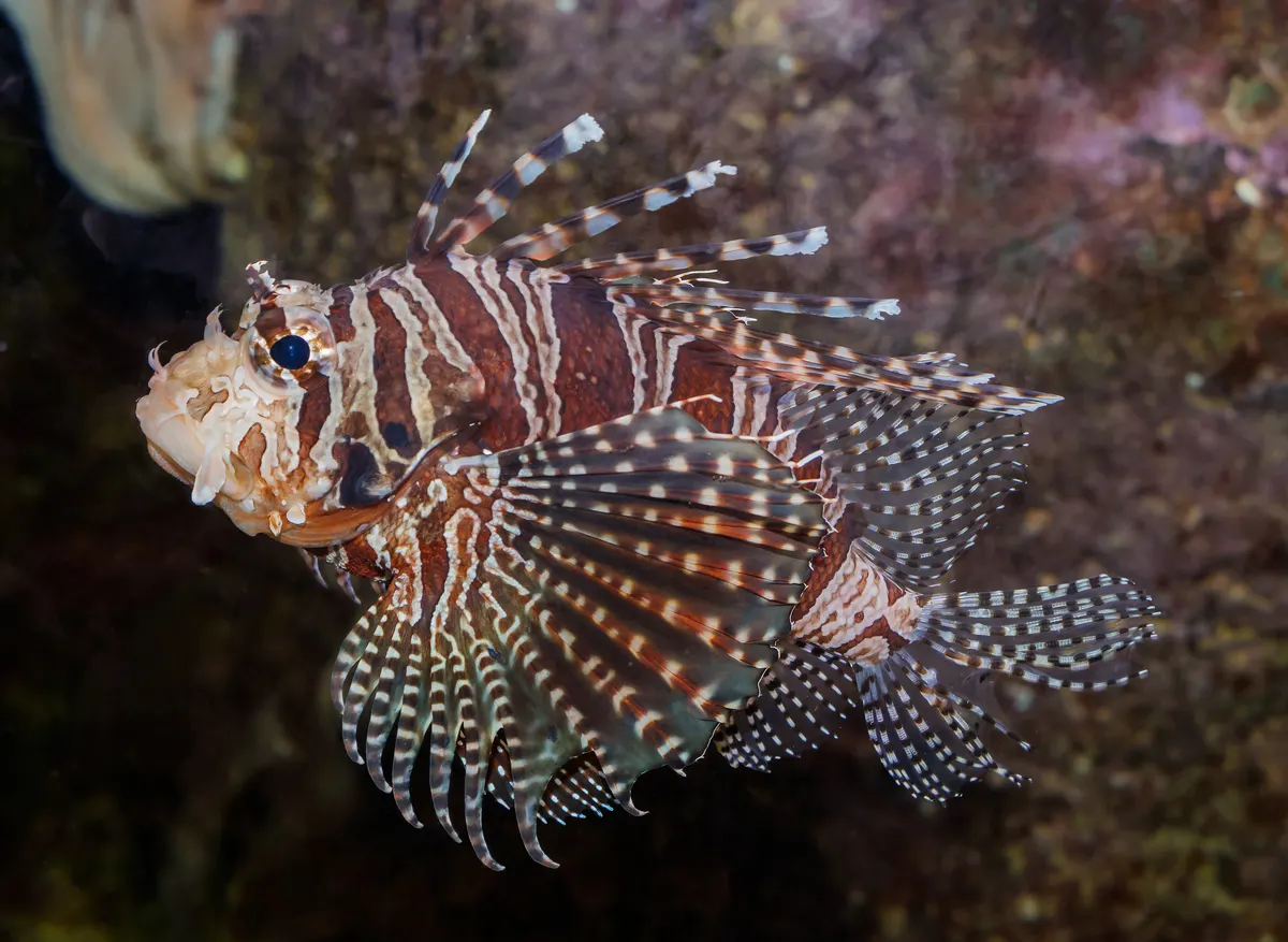 Wild red lionfish displaying venomous spines on a coral reef