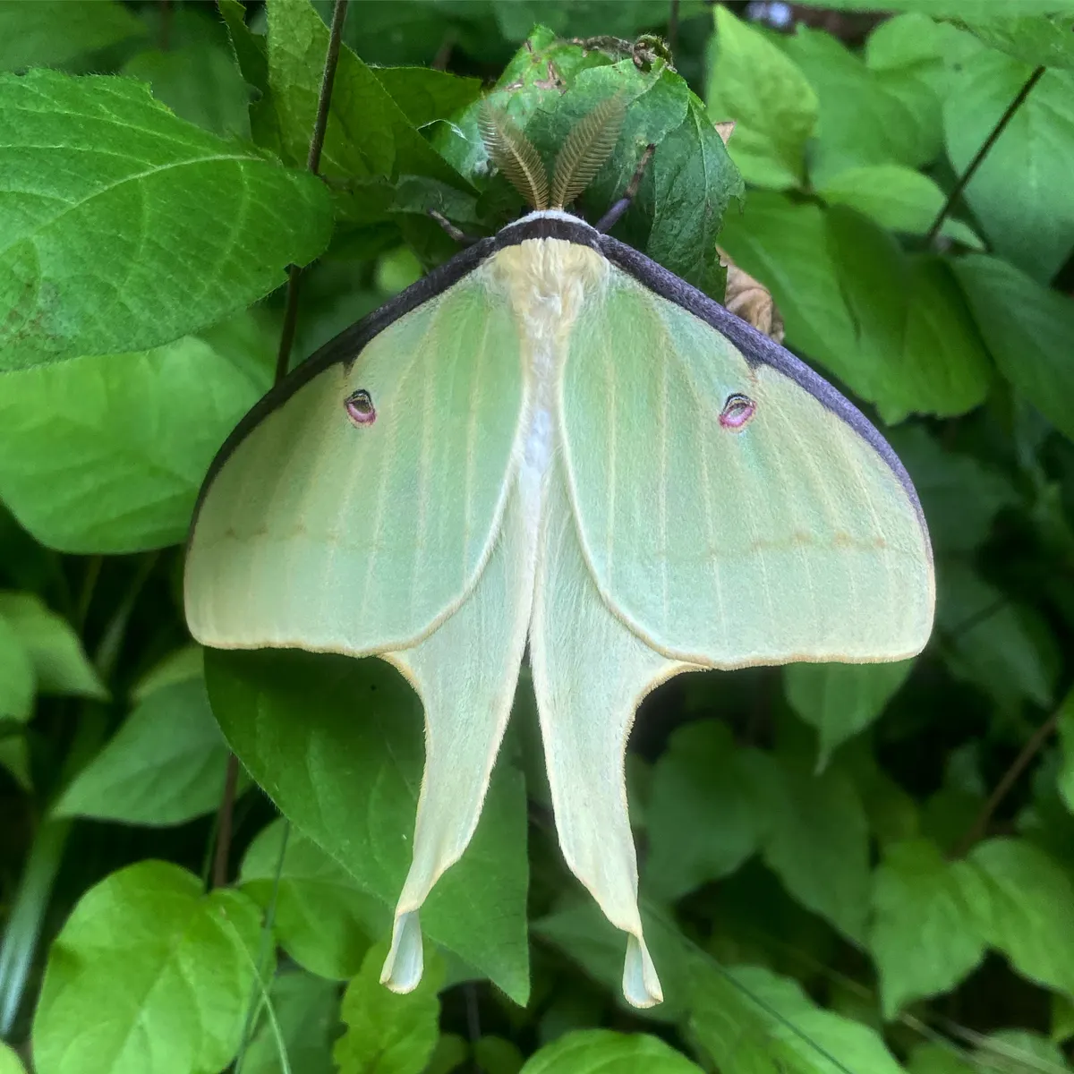 A young or baby Luna Moth showing early development