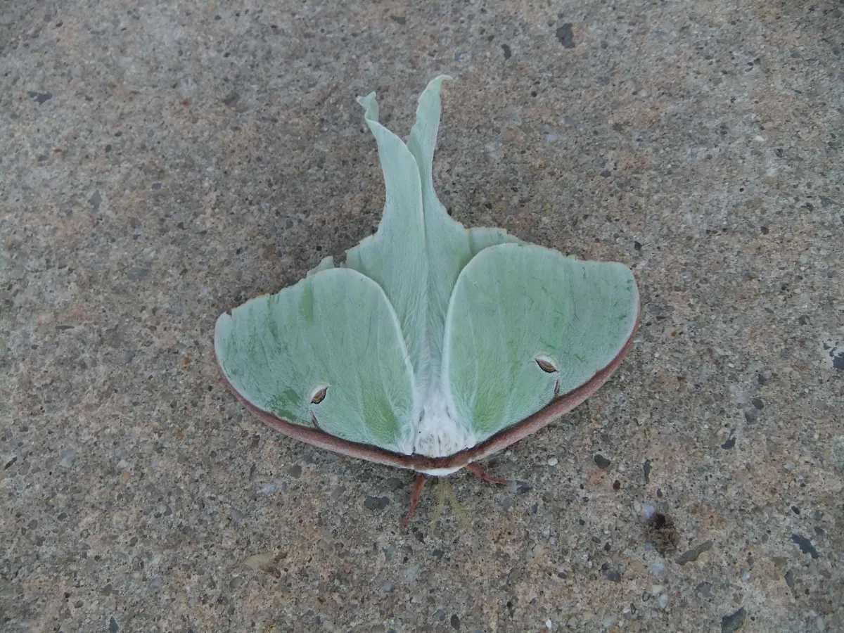 A detailed close-up showing the physical features of a Luna Moth