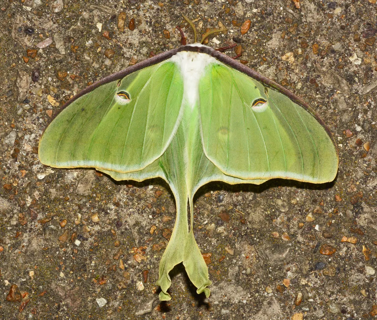 A young or baby Luna Moth showing early development