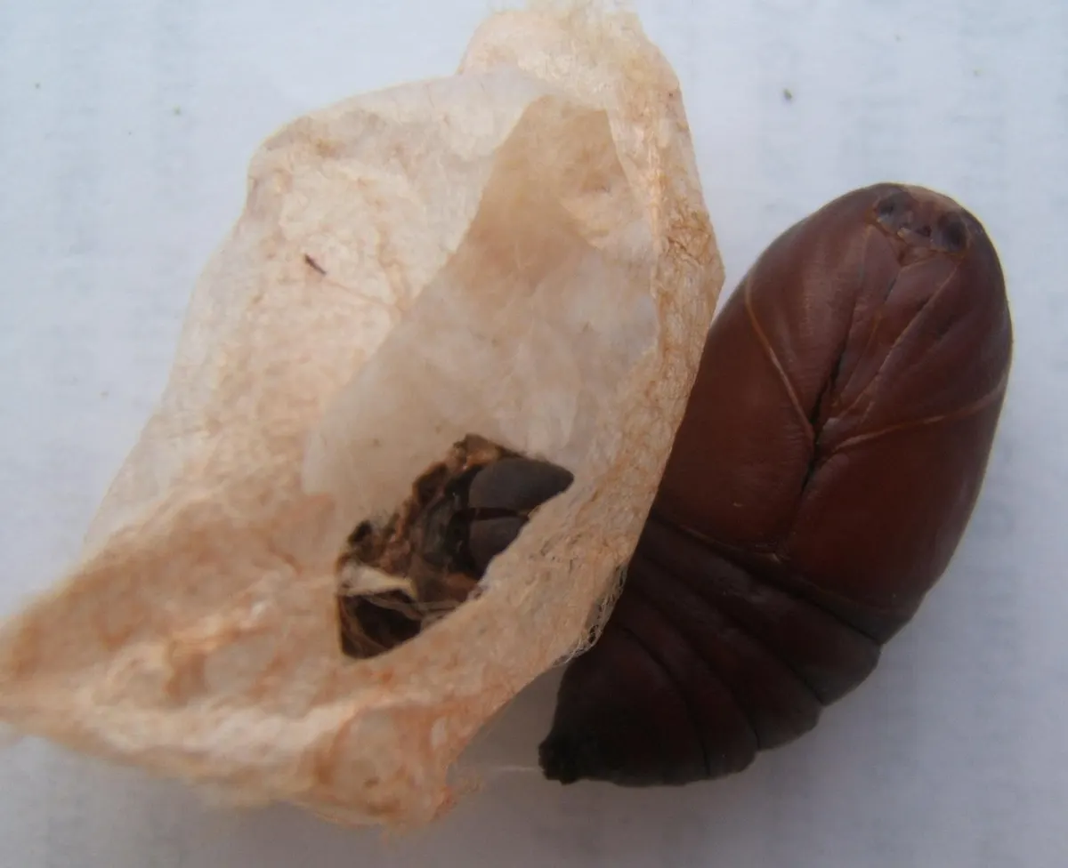 Brown luna moth pupa removed from its cocoon