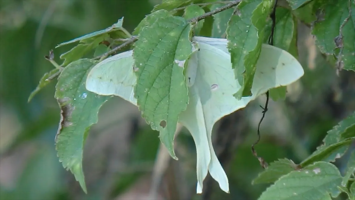 A Luna Moth finding or consuming food