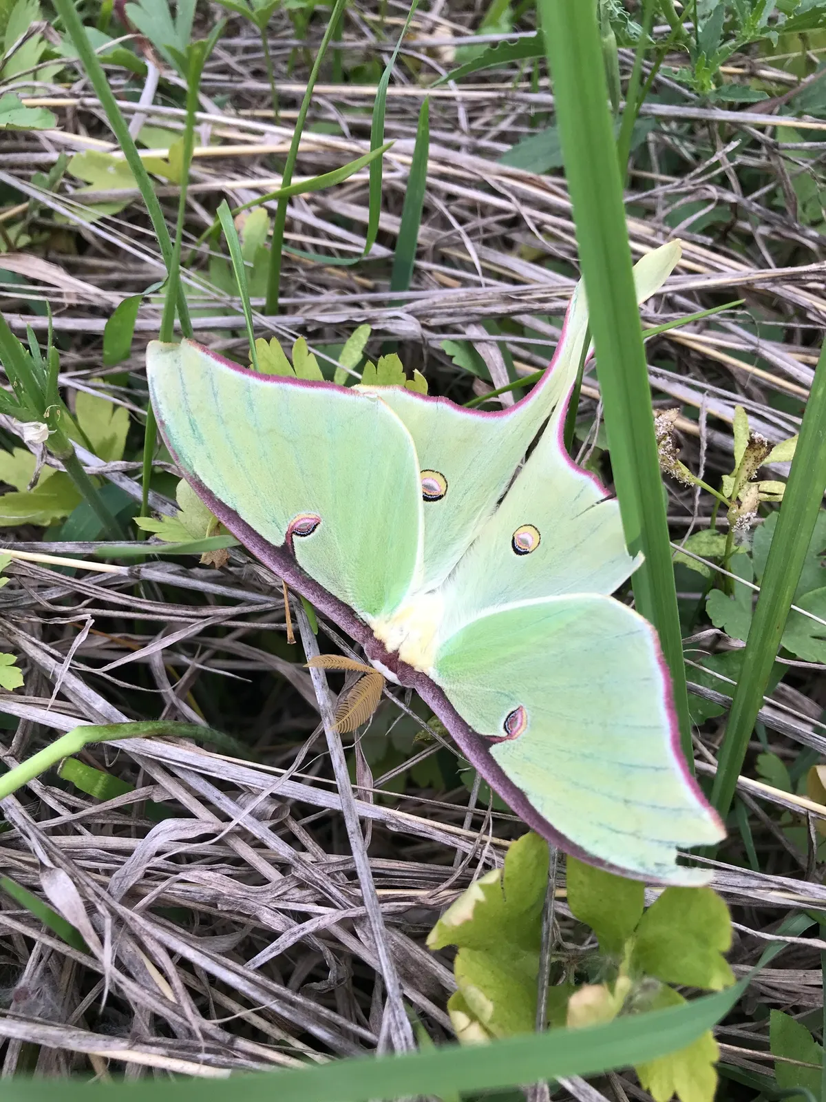 A Luna Moth navigating its natural environment