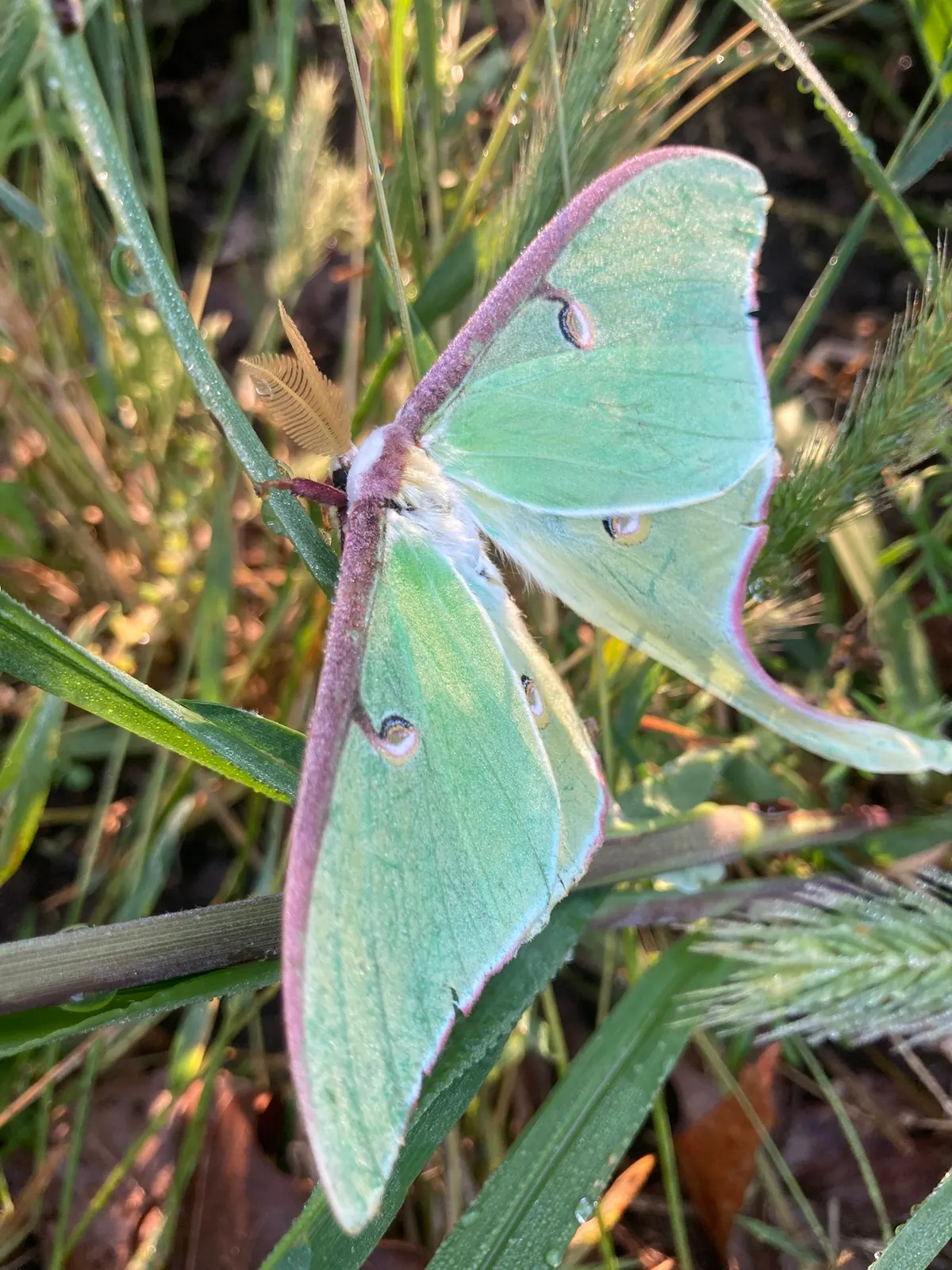 Luna Moth in its native range