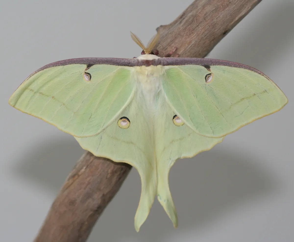 A Luna Moth finding or consuming food