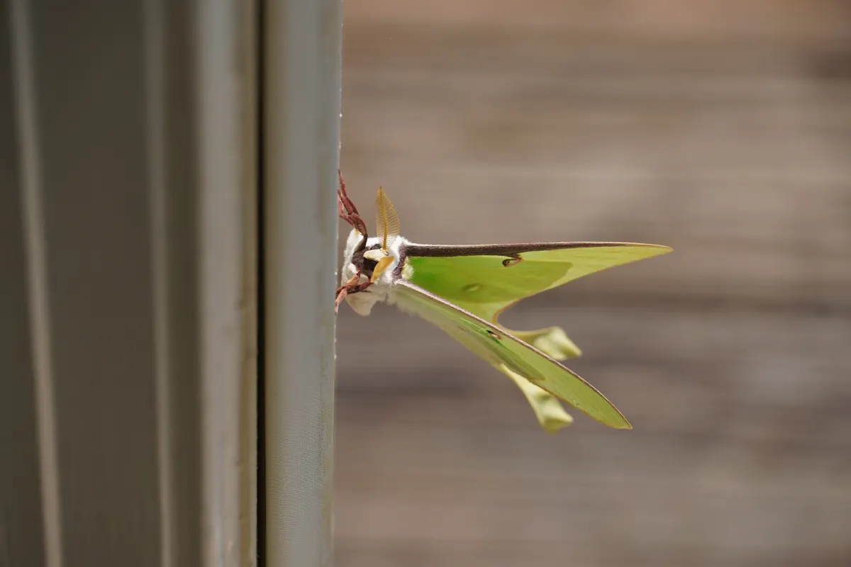 A group of Luna Moths interacting with each other