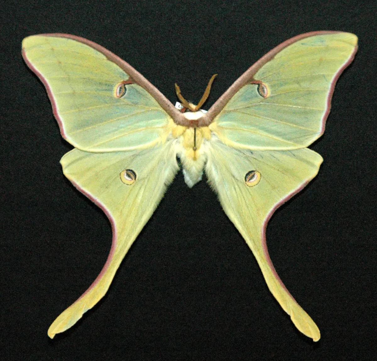 A Luna Moth showing a unique behavior or adaptation